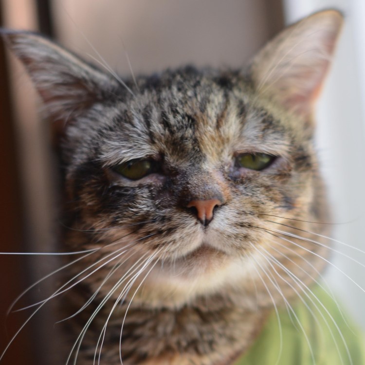 Грустная кошка