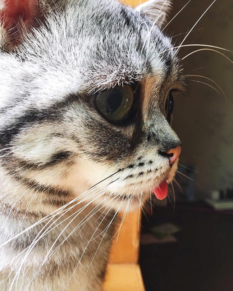 Грустный котенок