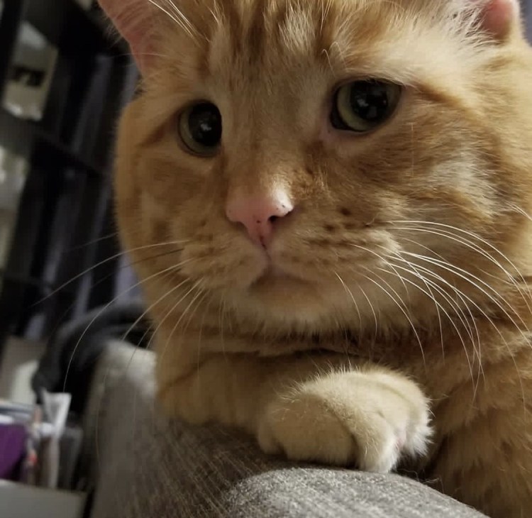 Грустные коты