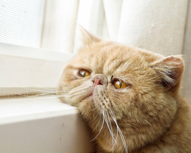 Грустная кошка Луху