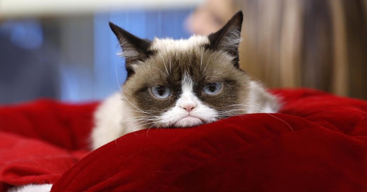 Кот грустит