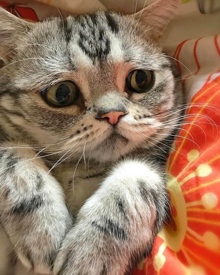 Кошка породы Луху