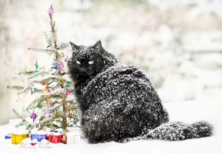 Кот в снегу