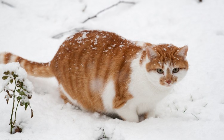 Рыжий кот зимой