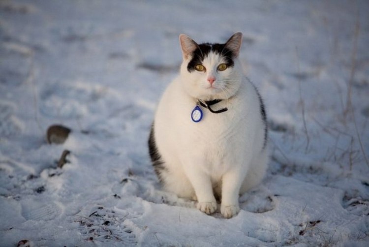 Котенок в снегу