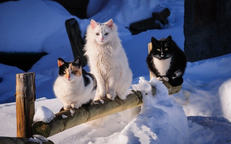 Котенок в снегу