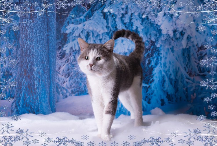 Кошка Снежка