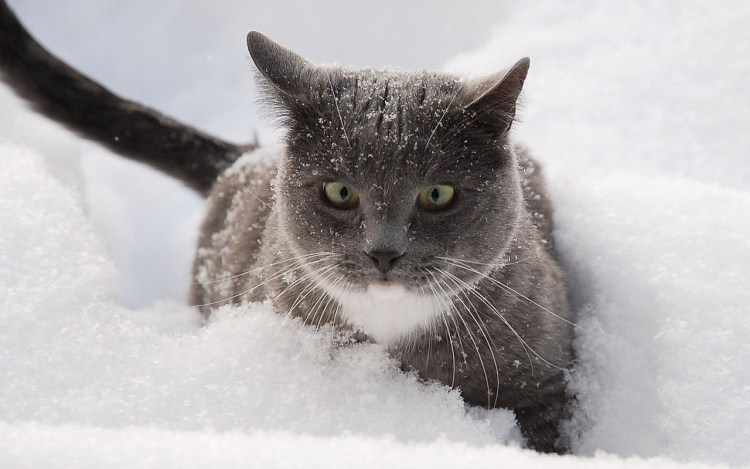 Кот в снегу