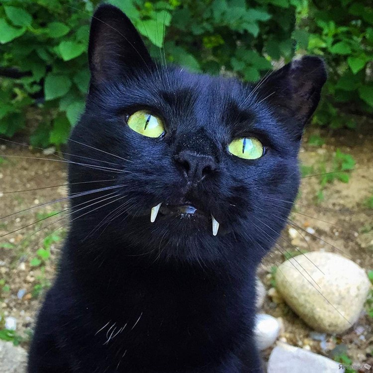 Чёрный кот