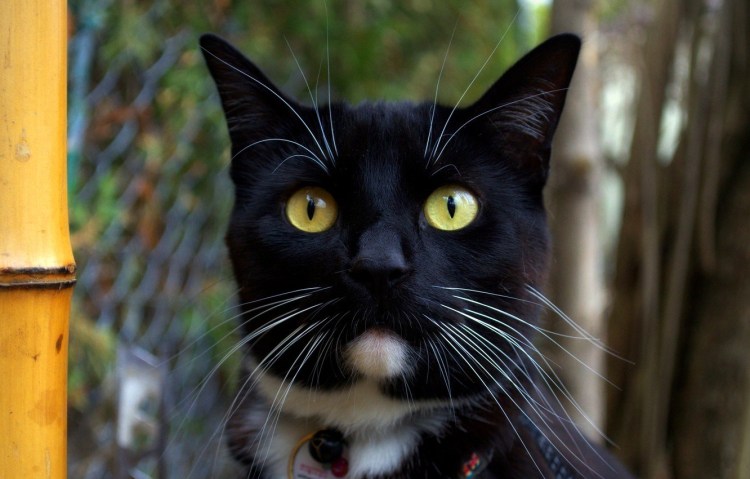 Черный кот с белыми усами
