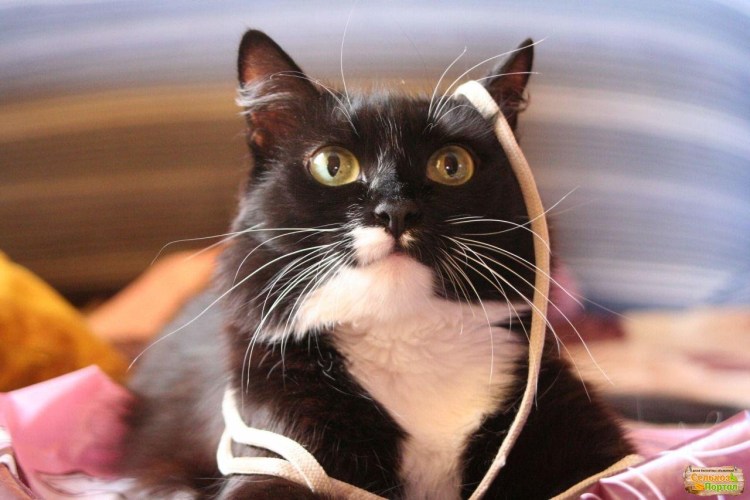 Чёрные усы у кошек