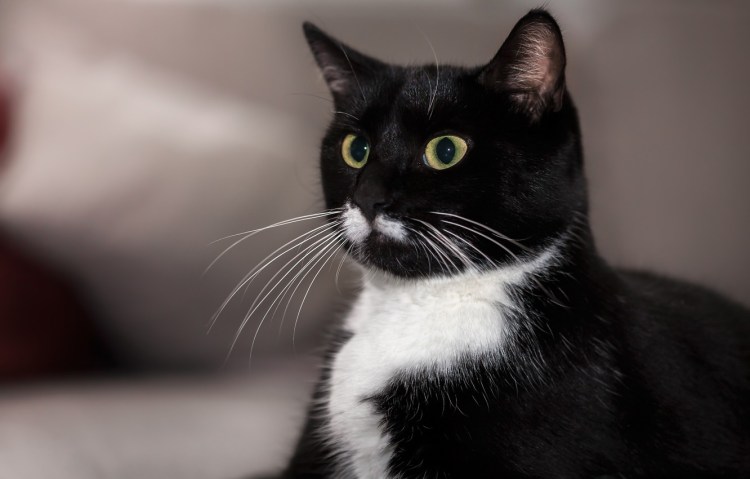 Черно белый кот гладкошерстный