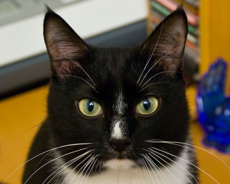 Коты с черными усами