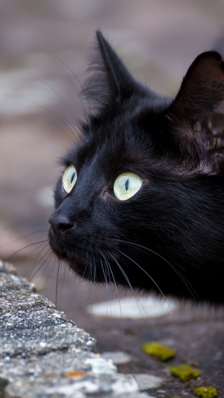 Черная кошка с серыми глазами