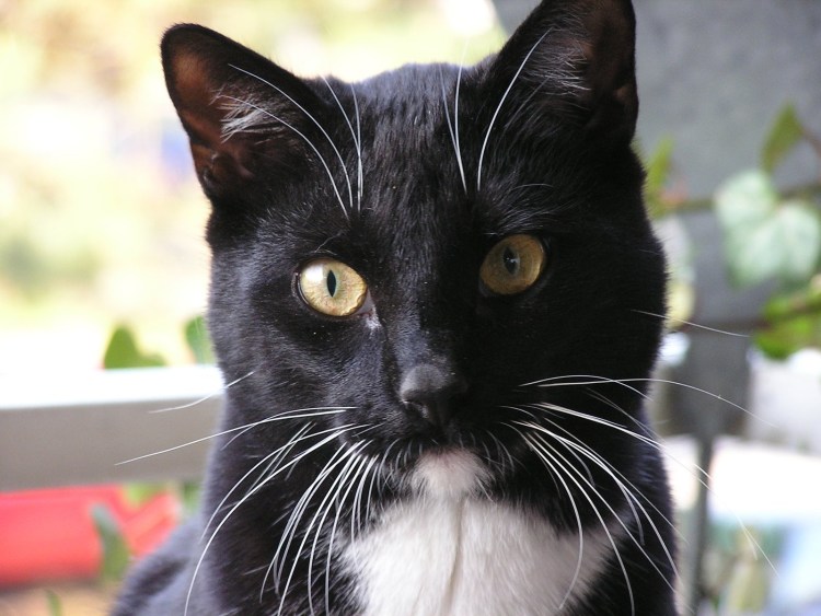 Черно белая кошка
