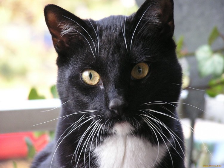 Темные аватарки