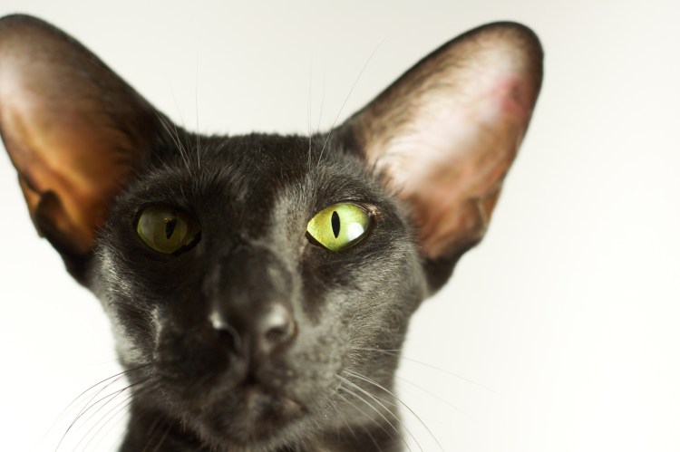Ориентальная короткошерстная кошка