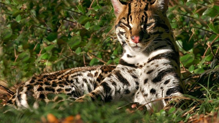 Вислоухий Ориентал