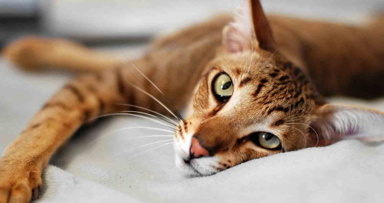 Кошка с восточными глазами