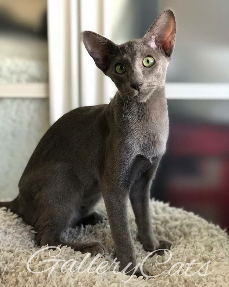 Ориенталы кошки