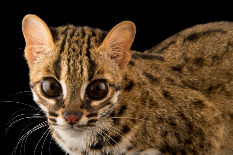 Ориентальная кошка