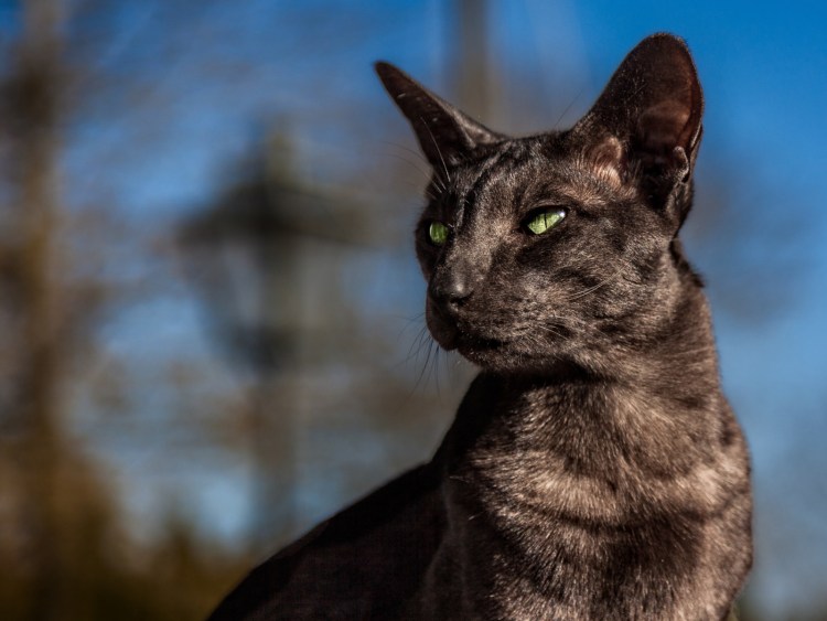 Ориентальная кошка