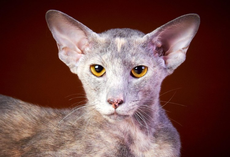 Кенийская Лесная сококе