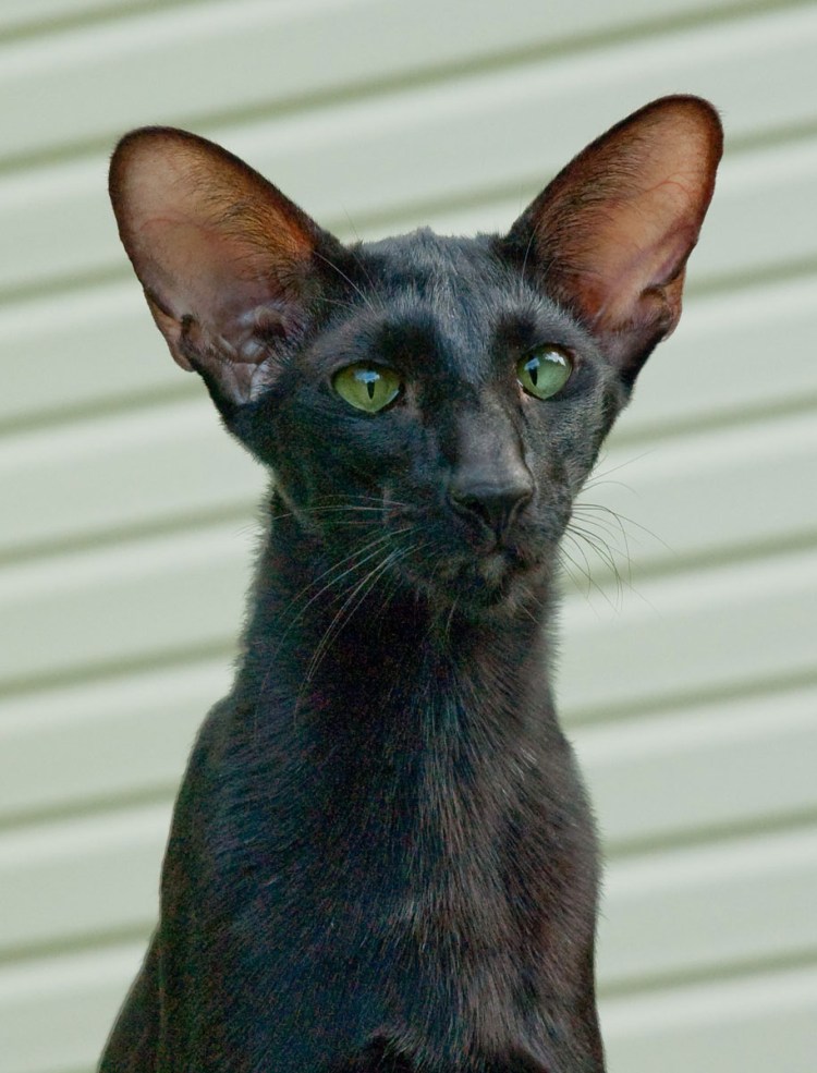 Кот породы Ориентал