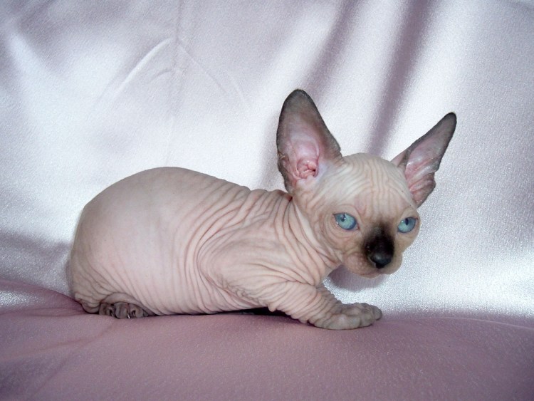 Сфинкс Минскин