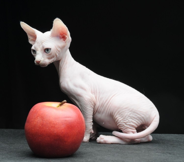 Кошки сфинксы Бамбино