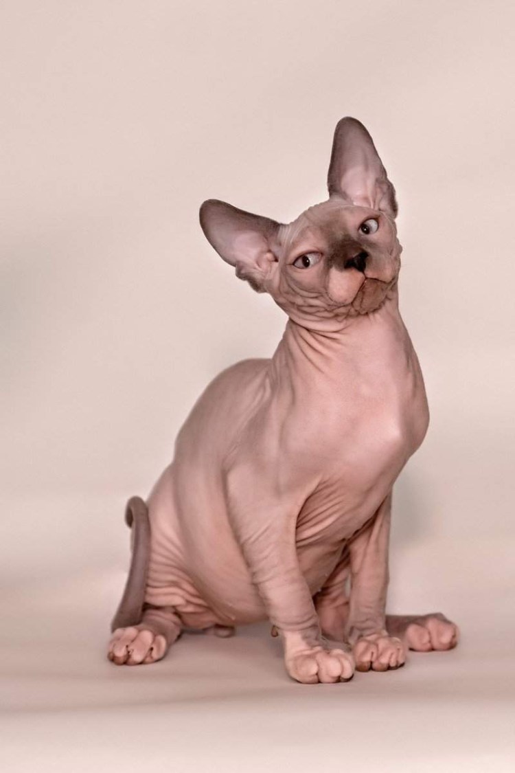 Бесшерстные кошки Бамбино