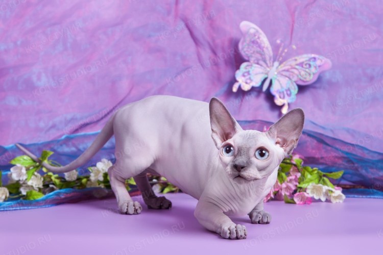 Сфинкс породы Бамбино