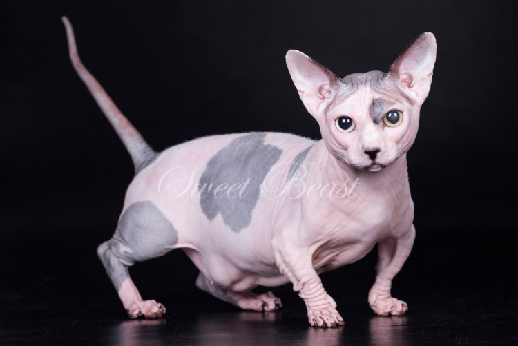 Сфинкс Минскин