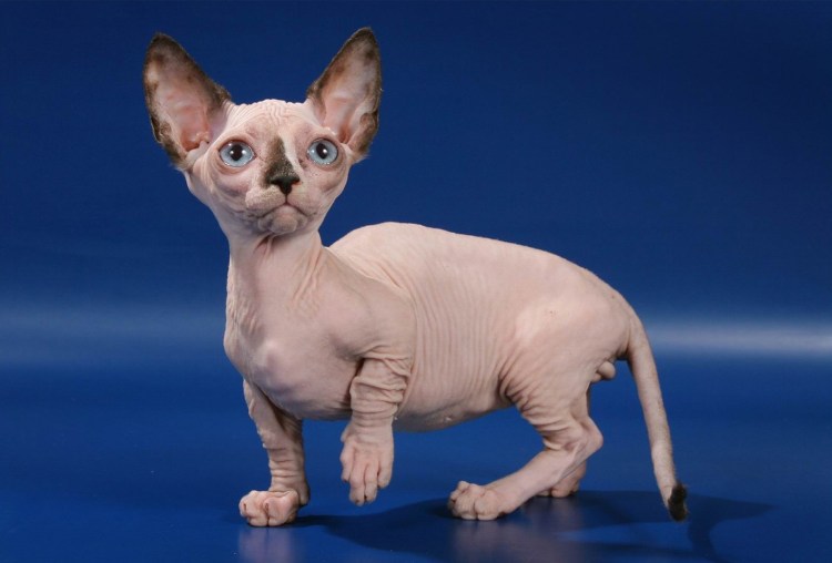 Коротколапый сфинкс Бамбино