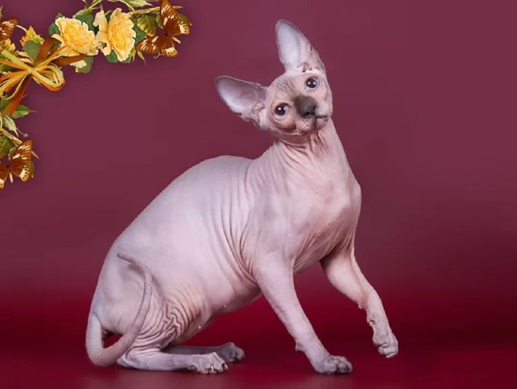 Манчкин лысый