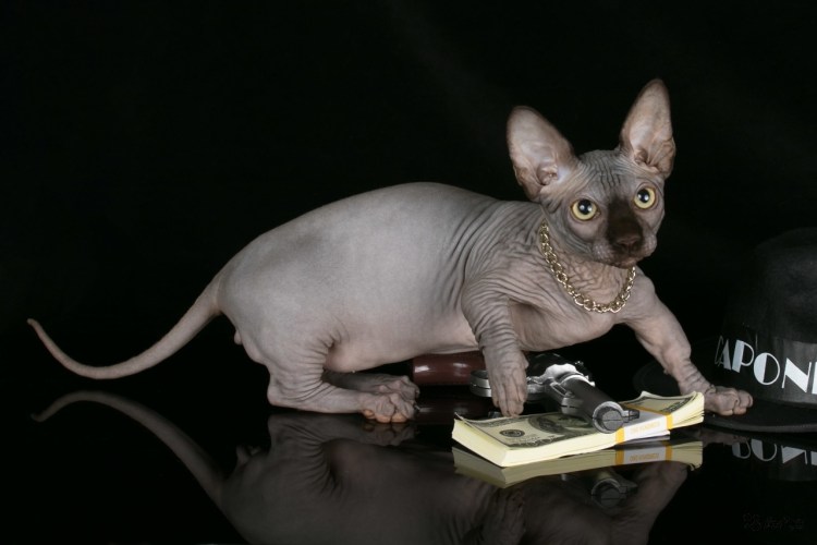 Заберу кошку сфинкса котенка бесплатно