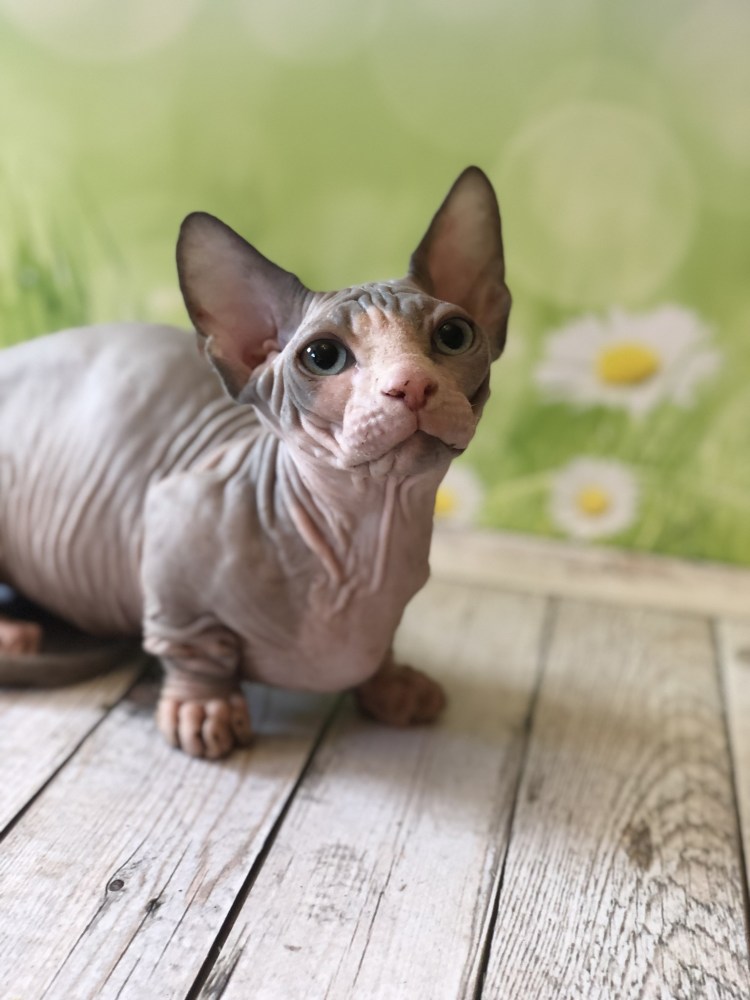Кошки сфинксы Бамбино