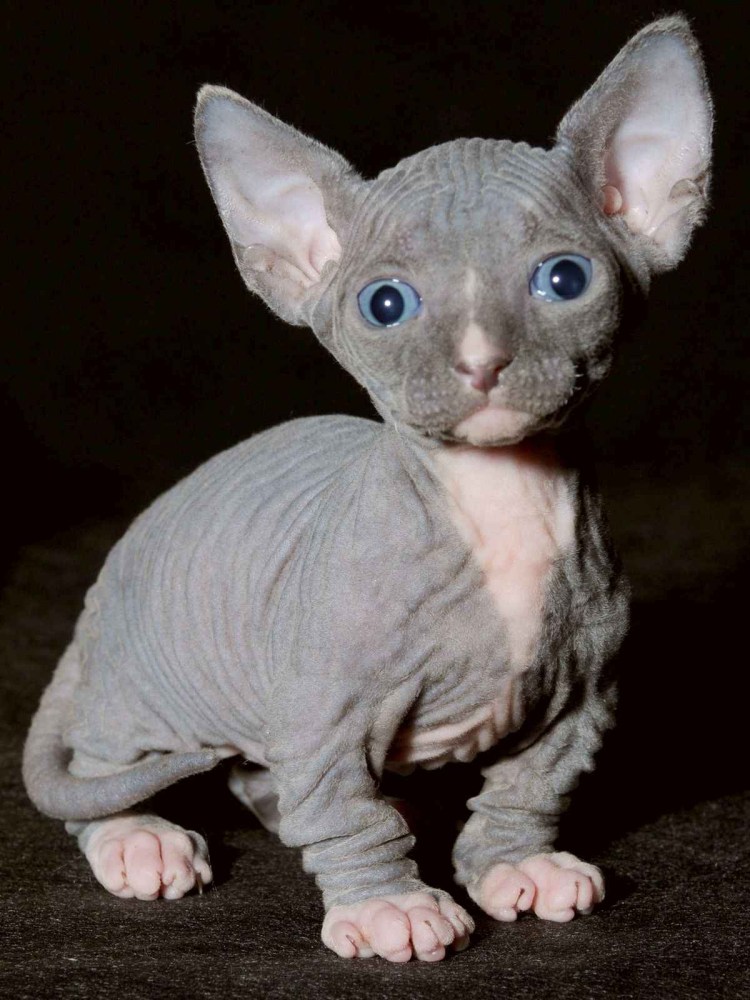 Порода Минскин