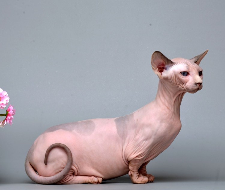 Сфинкс породы Бамбино