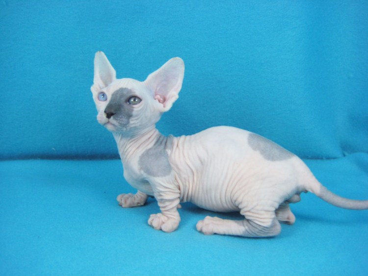 Канадский сфинкс Бамбино