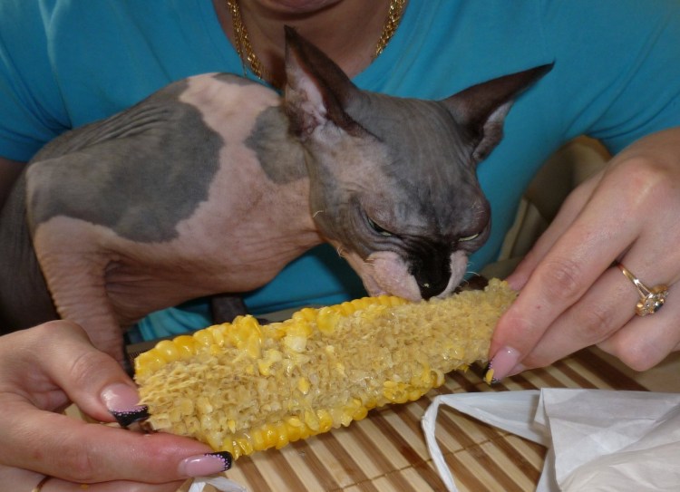 Корм для лысых кошек