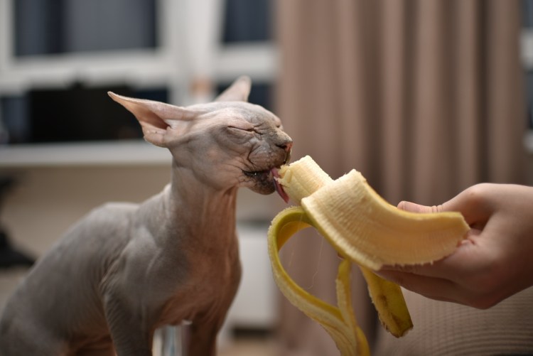 Сфинкс кушает