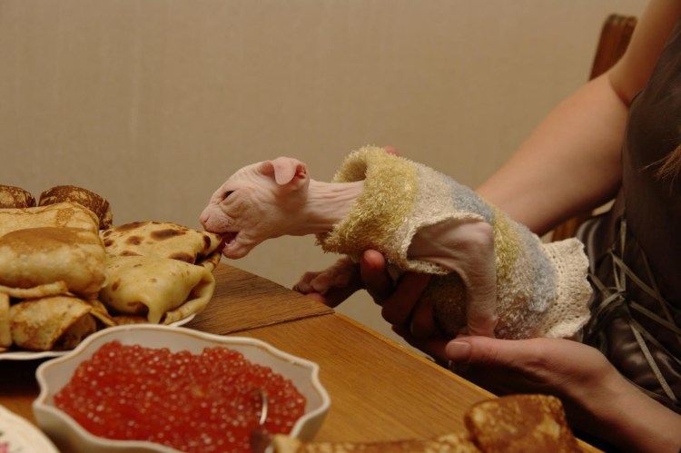 Кот ест блины