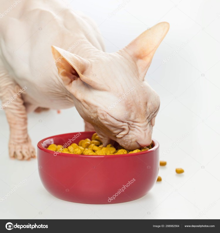 Что едят Канадские сфинксы