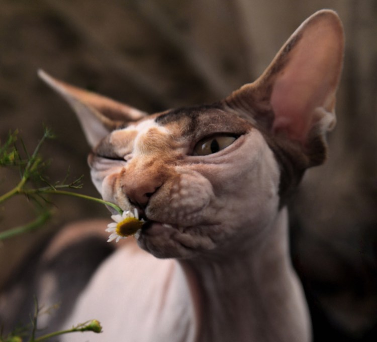 Безглазый сфинкс по кличке Джаспер