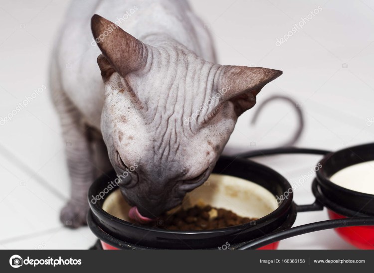 Корм для лысых кошек