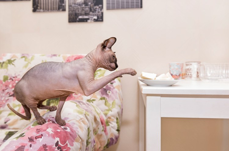 Ольга Никишина сфинкс