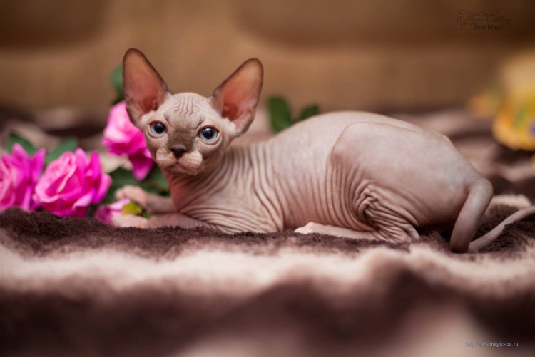 Ахатина и сфинкс