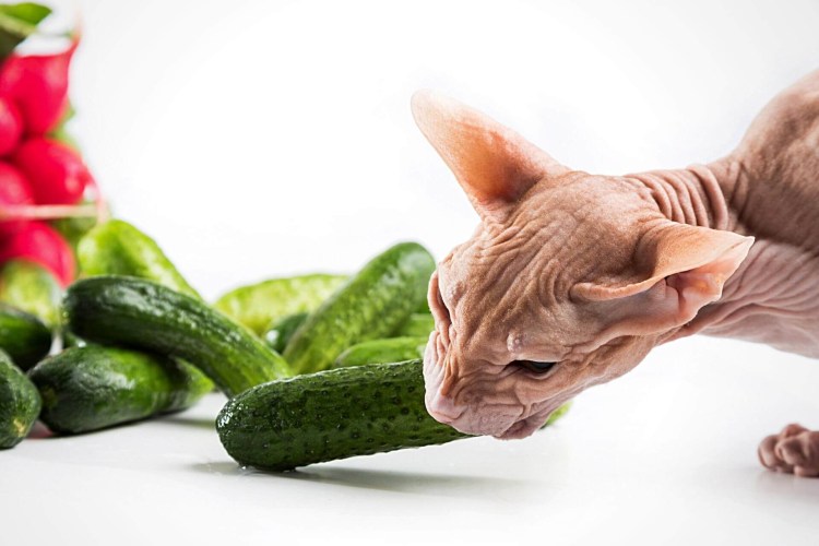 Сфинкс корнишон