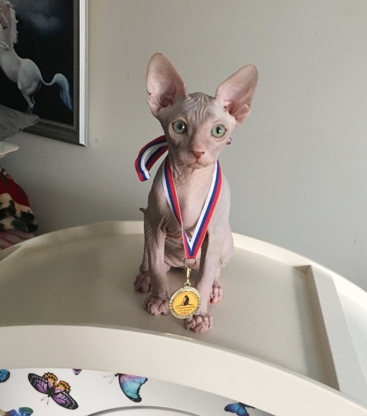 Лысые кошки и собаки